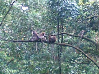 BT monkey