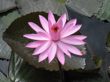 Toba lotus