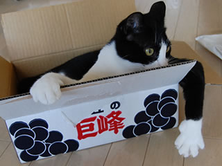 20080092405