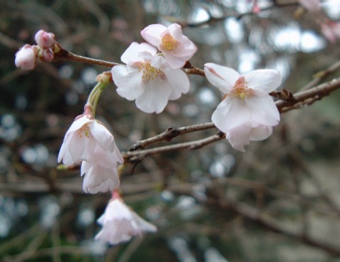 バザールの桜