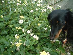 きれ～いクンクン