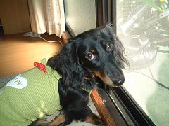 じゃましないでよお~