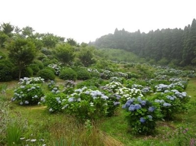 a野見金06.jpg