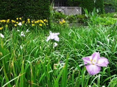 h花菖蒲04.jpg