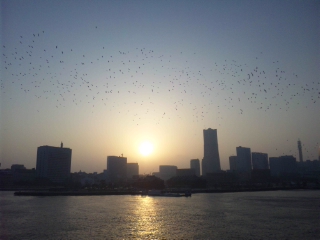 100320飛鳥II出港後、鳥がいっぱい.jpg