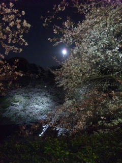 夜桜＠千鳥ヶ淵