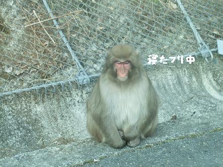 おサル