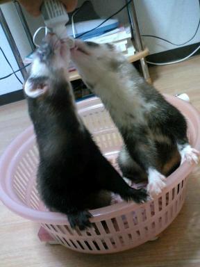 おいしいとろ＆ちろる