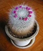 さぼてんの花