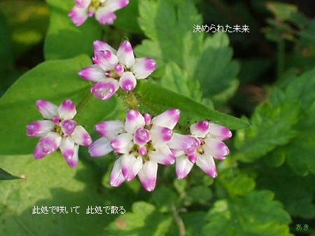 top hana