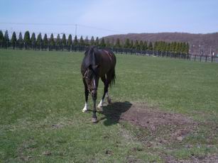 Tokai Teio