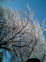 桜の空