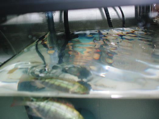 2007年04月19日食べに来るモチ.JPG