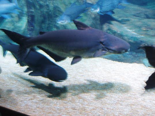 メコンオオナマズ.JPG