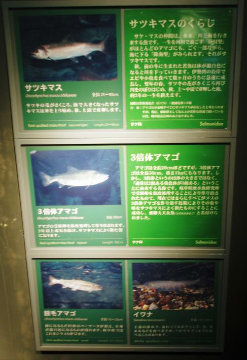 長良川鱒コーナー(？).JPG