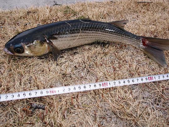 ボラ50cm.JPG