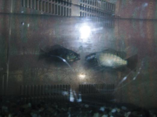 2007年03月04日メイ(左)ともちの口喧嘩(？).JPG