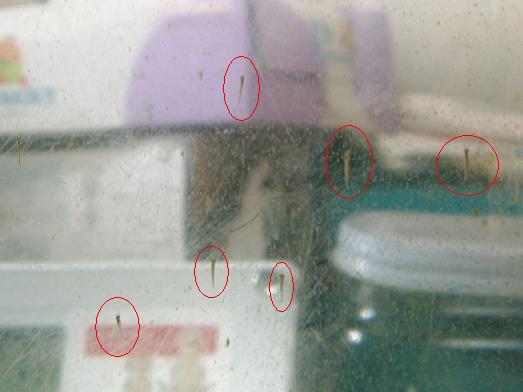 2007年05月14日孵化から一日目の様子.JPG