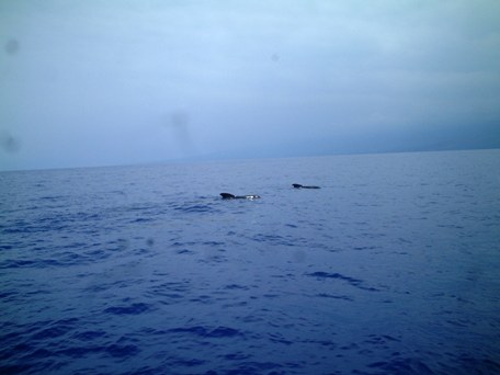 ゴンドウクジラ