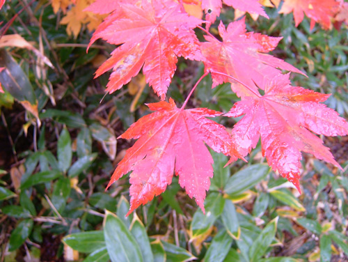 紅葉