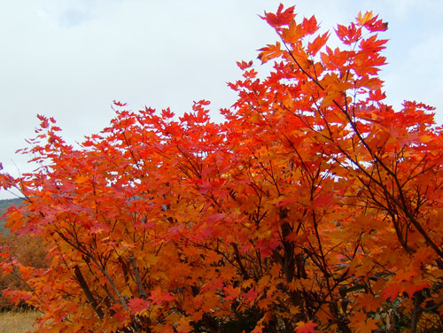 紅葉