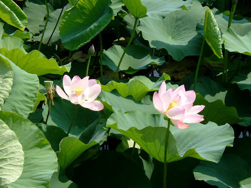 青森和蓮