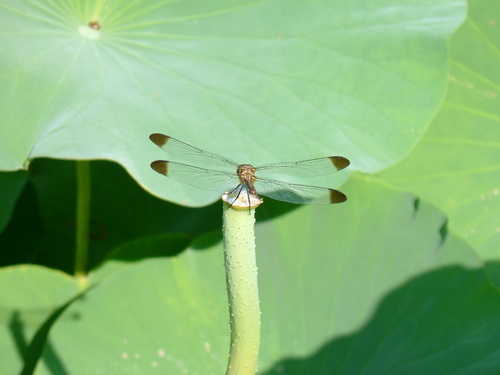 とんぼ