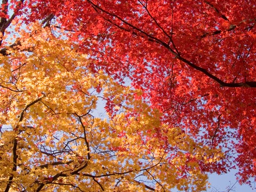 もみじ、紅と黄
