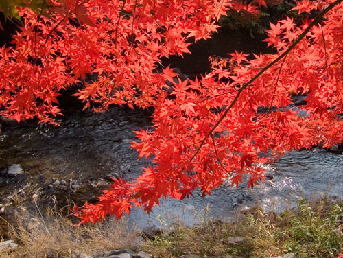 紅に流れ