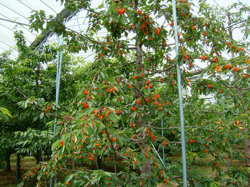 サクランボの木