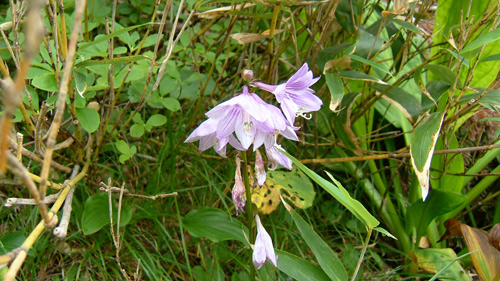 何の花？