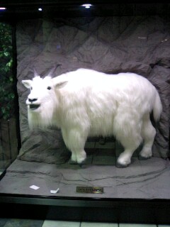 071112江戸川ヤギ