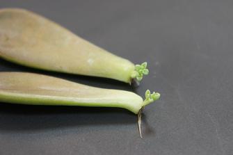 どこに植えようか…？