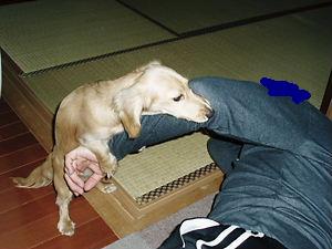 おめでとです