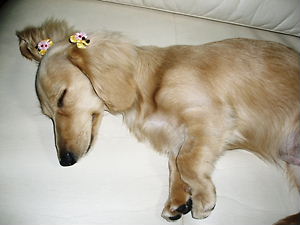 zzz・・・