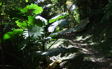 060913_森林浴歩道