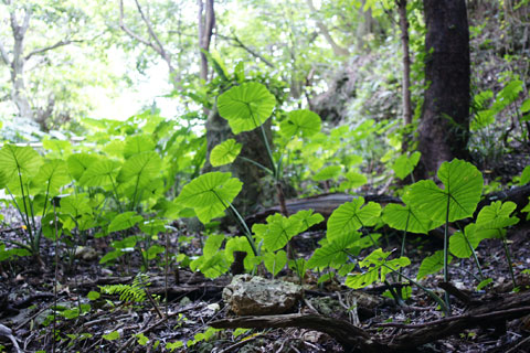 100220_ガンガラークワズイモ