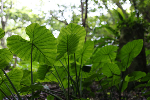 100220_ガンガラークワズイモ