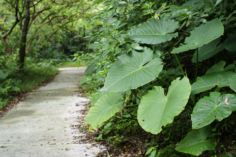 100220_ガンガラークワズイモ