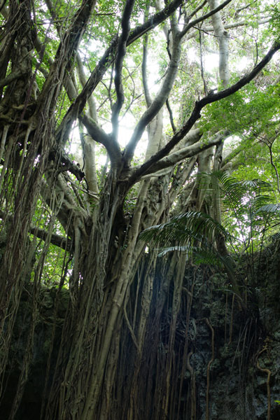 100220_ガンガラーガジュマル