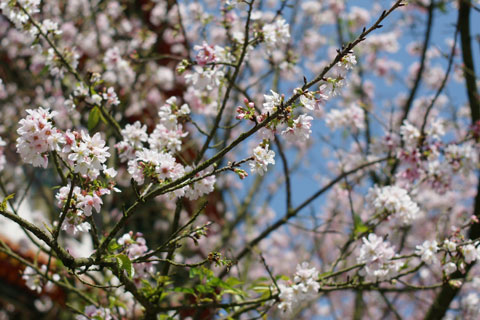 100311_淡水天元宮