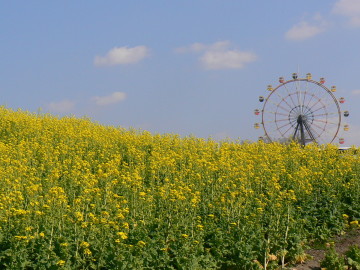 菜の花