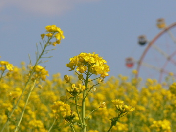 菜の花