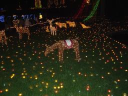 イルミネーション3