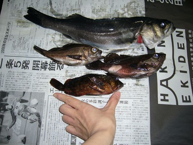 初釣り釣果