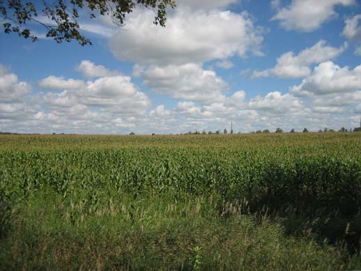 corn field