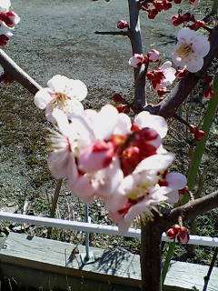 梅の花