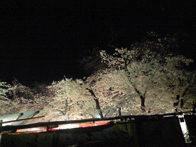夜桜