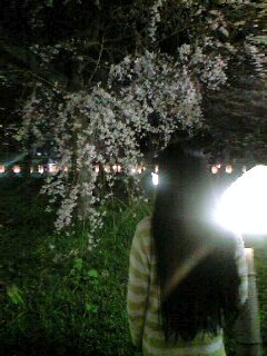 桜見返らない・・