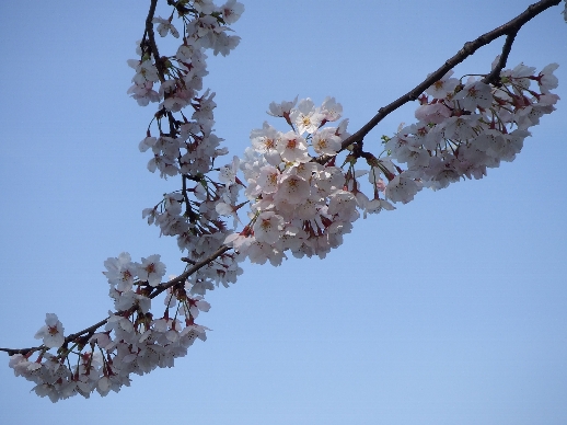 hanami20070415001